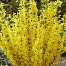 5023242999623 1 Forsythia intermedia Mikador.jpg